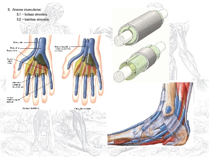 2. Anexos musculares: 2. 1 – bolsas sinoviais 2. 2 – bainhas sinoviais 