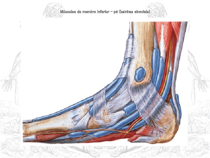 Músculos do membro inferior – pé (bainhas sinoviais) 