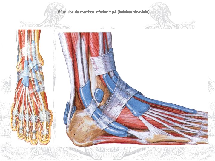 Músculos do membro inferior – pé (bainhas sinoviais) 