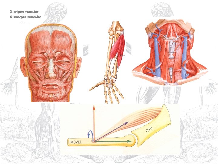 3. origem muscular 4. inserção muscular 