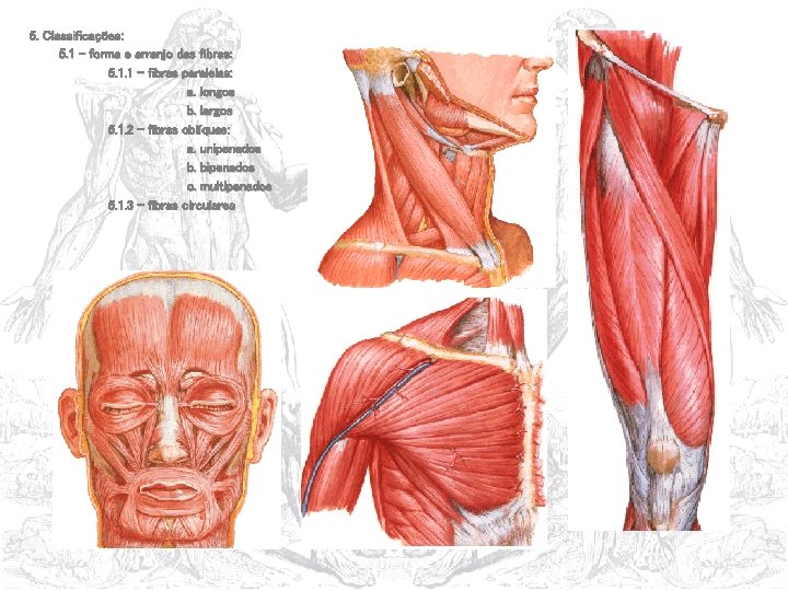 5. Classificações: 5. 1 – forma e arranjo das fibras: 5. 1. 1 –