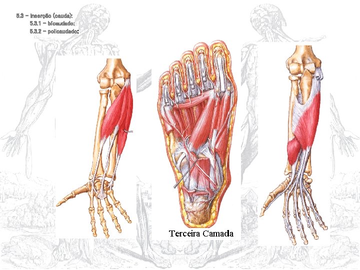 5. 3 – inserção (cauda): 5. 3. 1 – bícaudado: 5. 3. 2 –
