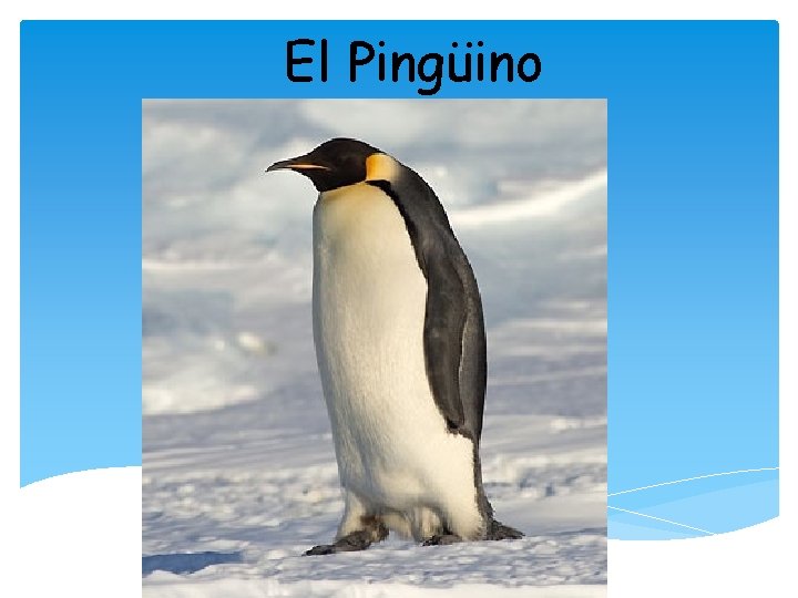 El Pingüino 