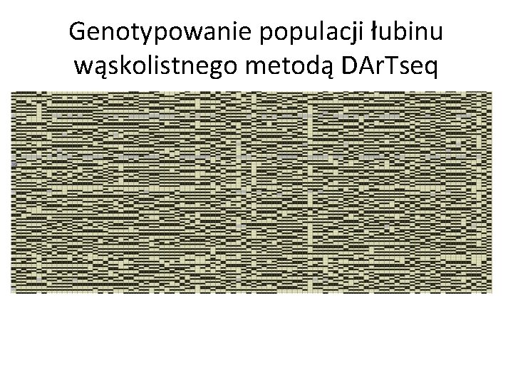 Genotypowanie populacji łubinu wąskolistnego metodą DAr. Tseq 