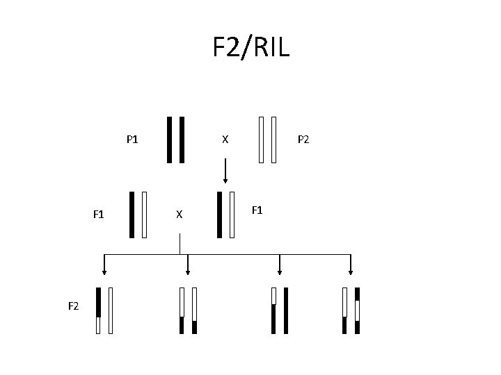 F 2/RIL P 1 F 2 X X P 2 F 1 