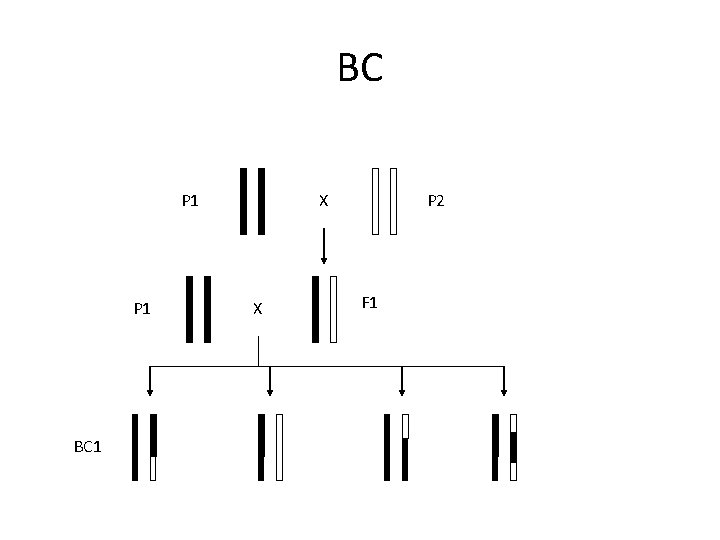 BC P 1 BC 1 X X P 2 F 1 