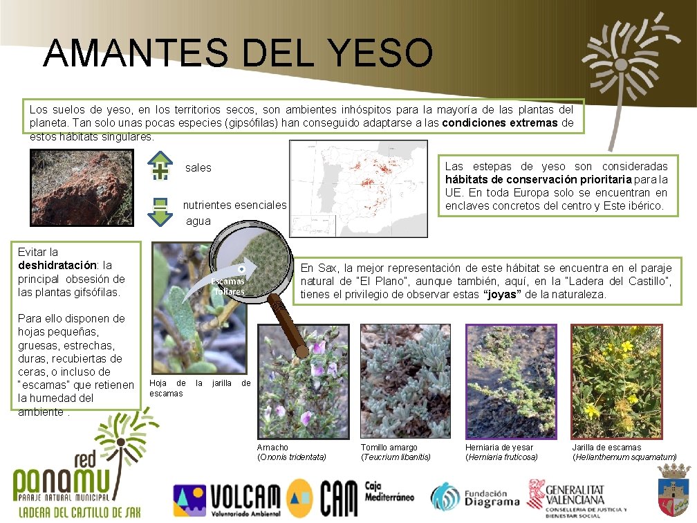 AMANTES DEL YESO Los suelos de yeso, en los territorios secos, son ambientes inhóspitos