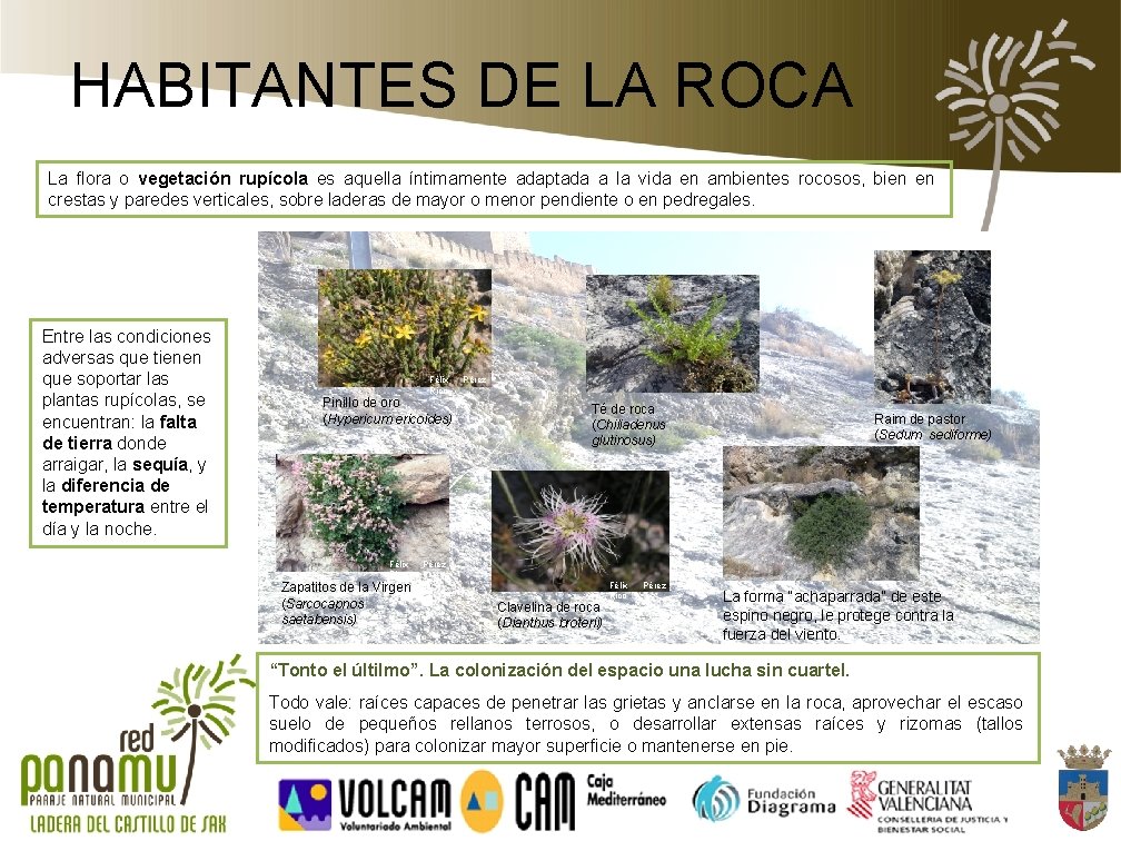 HABITANTES DE LA ROCA La flora o vegetación rupícola es aquella íntimamente adaptada a