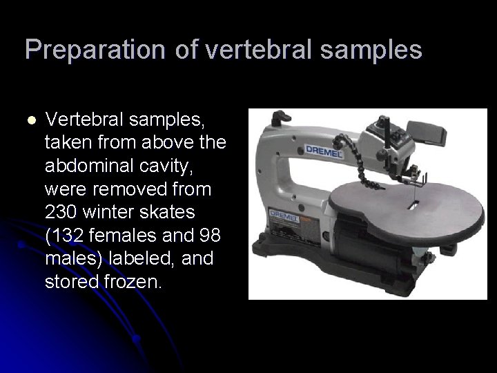 Preparation of vertebral samples l Vertebral samples, taken from above the abdominal cavity, were