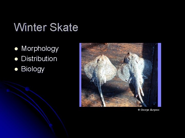 Winter Skate l l l Morphology Distribution Biology © George Burgess 
