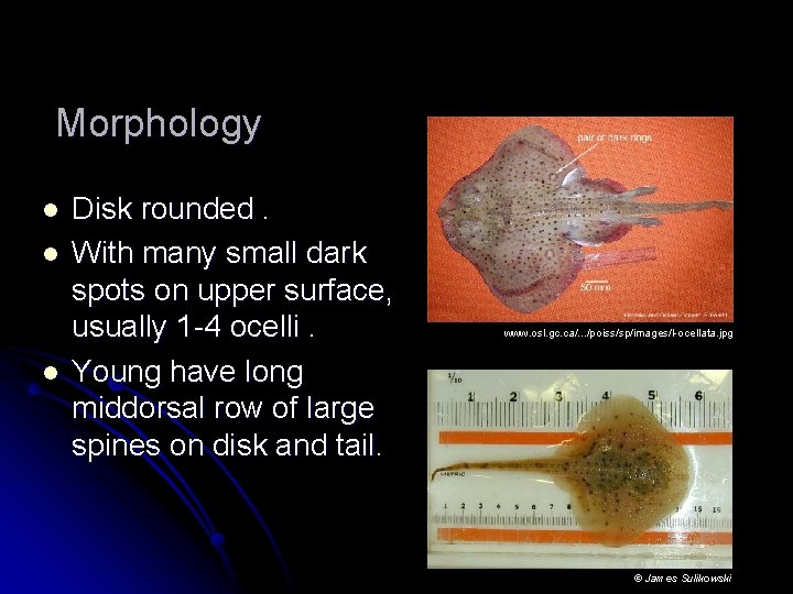 Morphology l l l Disk rounded. With many small dark spots on upper surface,