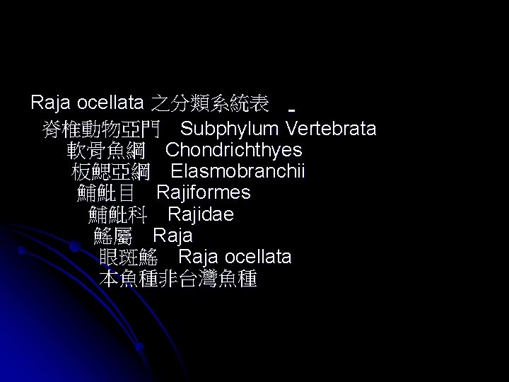 Raja ocellata 之分類系統表　 脊椎動物亞門　Subphylum Vertebrata 軟骨魚綱　Chondrichthyes 板鰓亞綱　Elasmobranchii 鯆魮目　Rajiformes 鯆魮科　Rajidae 鰩屬　Raja 眼斑鰩　Raja ocellata 本魚種非台灣魚種 