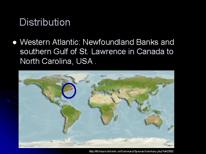 Distribution l Western Atlantic: Newfoundland Banks and southern Gulf of St. Lawrence in Canada