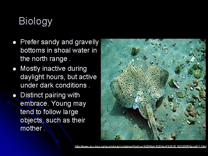 Biology l l l Prefer sandy and gravelly bottoms in shoal water in the