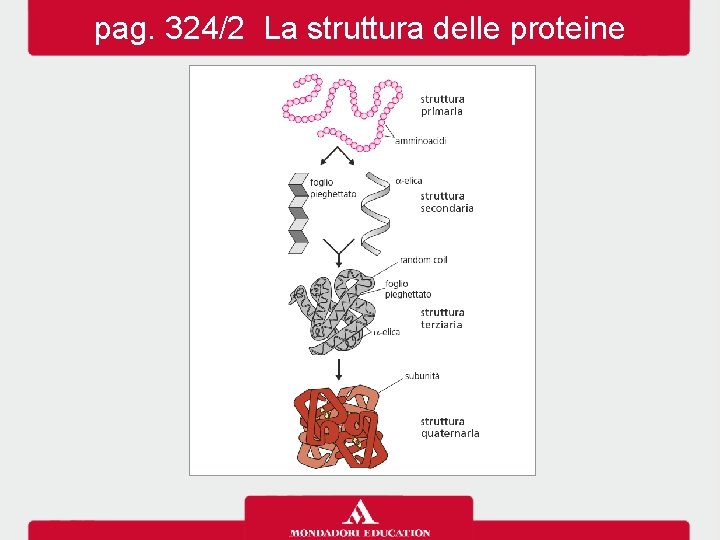 pag. 324/2 La struttura delle proteine pag. 324/2 La struttura delle proteine