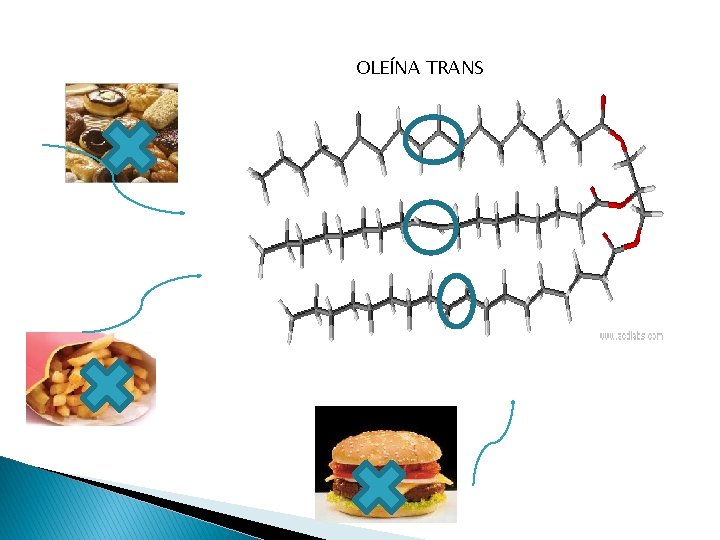 OLEÍNA TRANS 