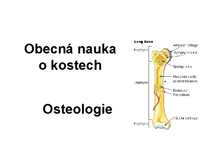 Obecná nauka o kostech Osteologie 