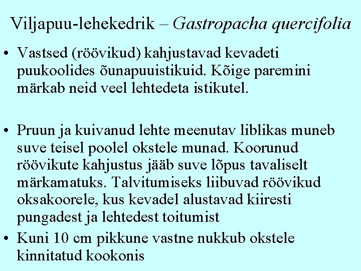 Viljapuu-lehekedrik – Gastropacha quercifolia • Vastsed (röövikud) kahjustavad kevadeti puukoolides õunapuuistikuid. Kõige paremini märkab