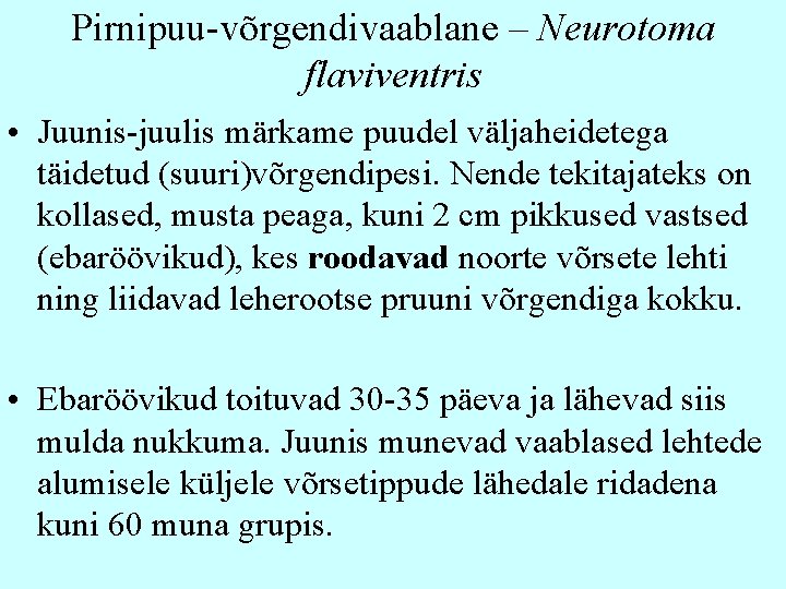 Pirnipuu-võrgendivaablane – Neurotoma flaviventris • Juunis-juulis märkame puudel väljaheidetega täidetud (suuri)võrgendipesi. Nende tekitajateks on