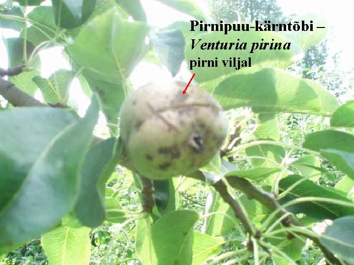 Pirnipuu-kärntõbi – Venturia pirina pirni viljal 