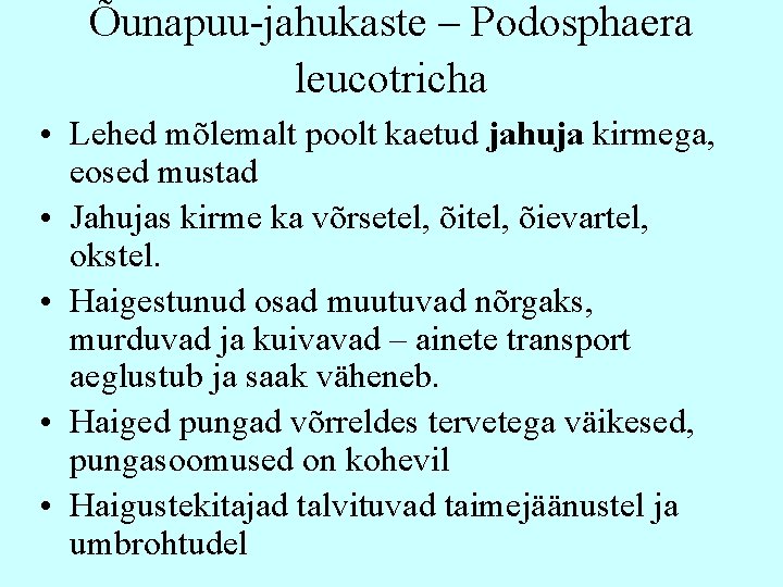 Õunapuu-jahukaste – Podosphaera leucotricha • Lehed mõlemalt poolt kaetud jahuja kirmega, eosed mustad •