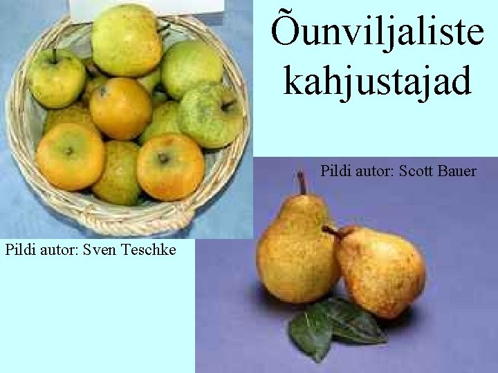 Õunviljaliste kahjustajad Pildi autor: Scott Bauer Pildi autor: Sven Teschke 