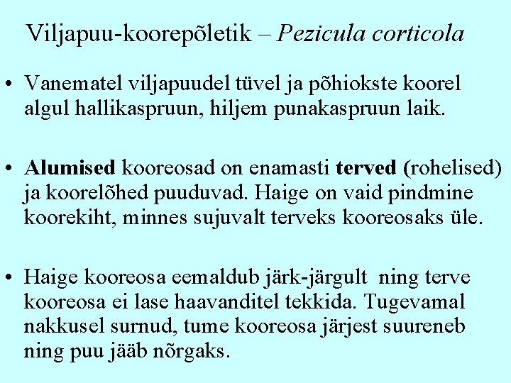 Viljapuu-koorepõletik – Pezicula corticola • Vanematel viljapuudel tüvel ja põhiokste koorel algul hallikaspruun, hiljem