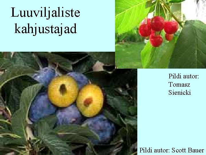 Luuviljaliste kahjustajad Pildi autor: Tomasz Sienicki Pildi autor: Scott Bauer 