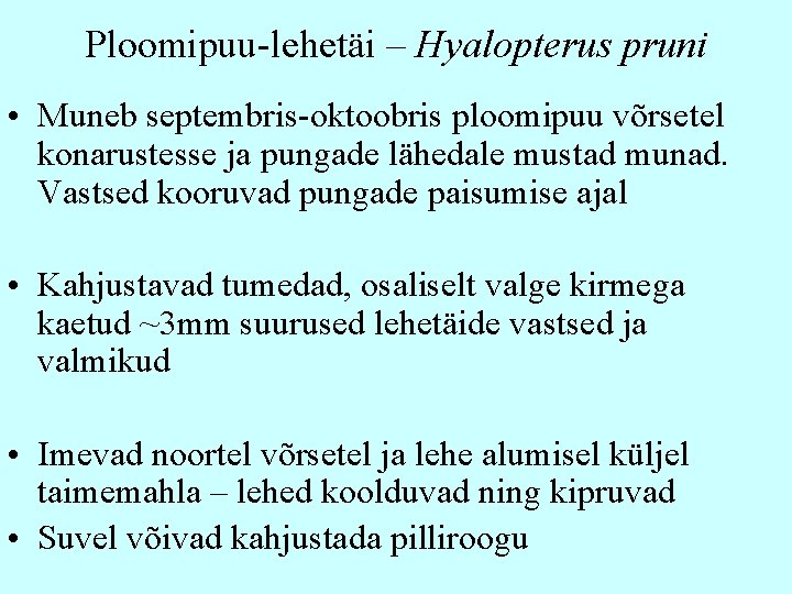 Ploomipuu-lehetäi – Hyalopterus pruni • Muneb septembris-oktoobris ploomipuu võrsetel konarustesse ja pungade lähedale mustad