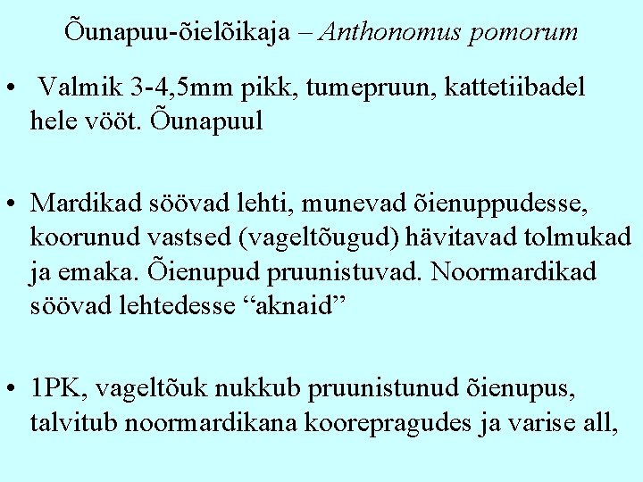 Õunapuu-õielõikaja – Anthonomus pomorum • Valmik 3 -4, 5 mm pikk, tumepruun, kattetiibadel hele