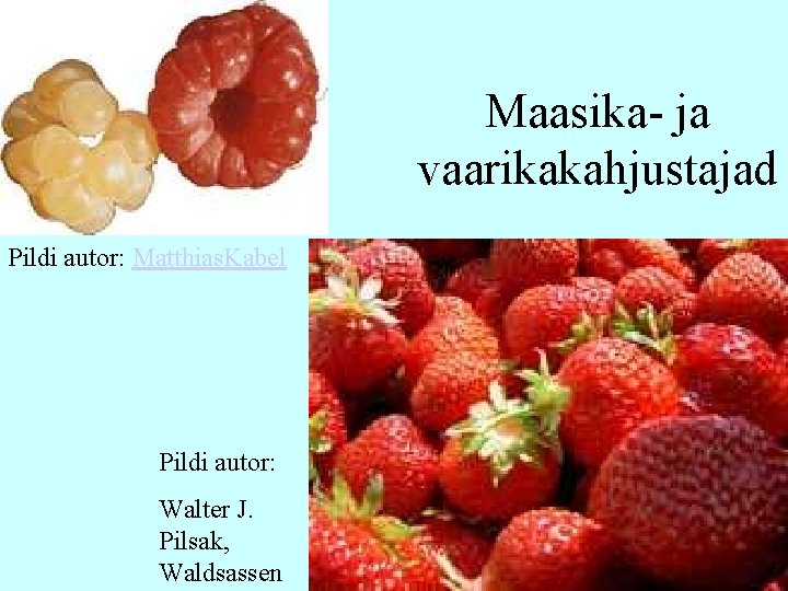 Maasika- ja vaarikakahjustajad Pildi autor: Matthias. Kabel Pildi autor: Walter J. Pilsak, Waldsassen 