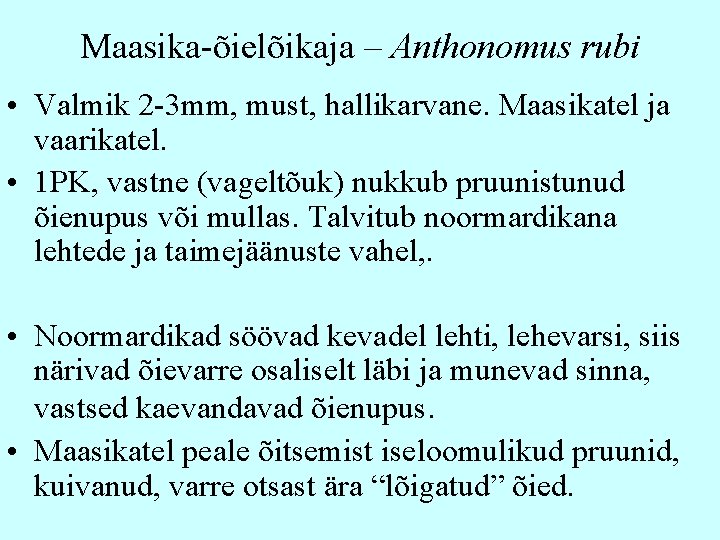 Maasika-õielõikaja – Anthonomus rubi • Valmik 2 -3 mm, must, hallikarvane. Maasikatel ja vaarikatel.