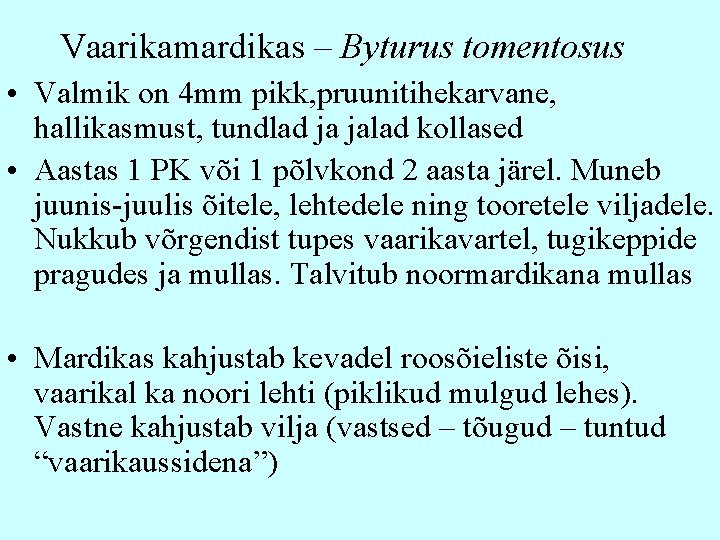 Vaarikamardikas – Byturus tomentosus • Valmik on 4 mm pikk, pruunitihekarvane, hallikasmust, tundlad ja