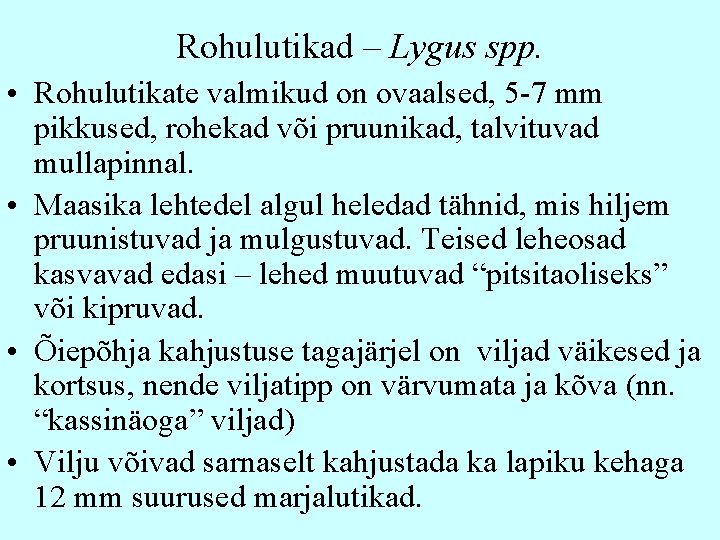 Rohulutikad – Lygus spp. • Rohulutikate valmikud on ovaalsed, 5 -7 mm pikkused, rohekad