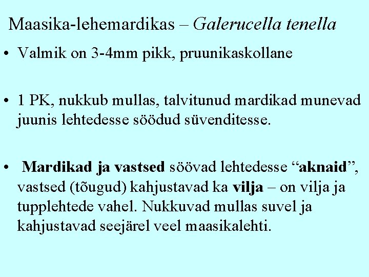 Maasika-lehemardikas – Galerucella tenella • Valmik on 3 -4 mm pikk, pruunikaskollane • 1