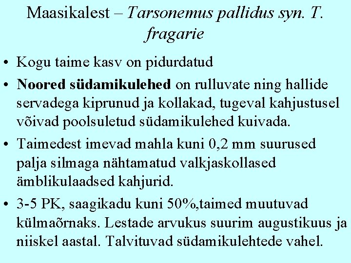 Maasikalest – Tarsonemus pallidus syn. T. fragarie • Kogu taime kasv on pidurdatud •