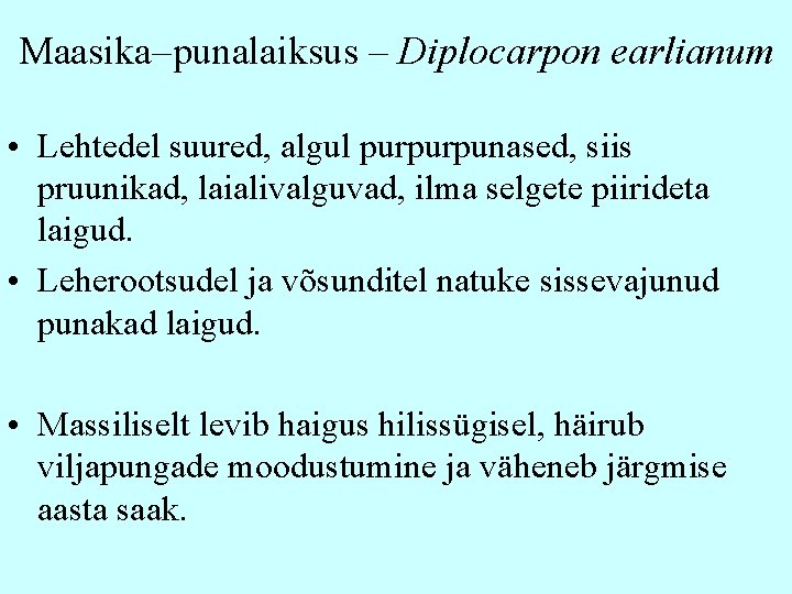 Maasika–punalaiksus – Diplocarpon earlianum • Lehtedel suured, algul purpurpunased, siis pruunikad, laialivalguvad, ilma selgete