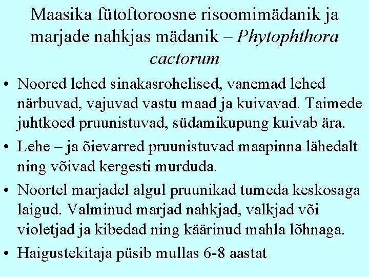 Maasika fütoftoroosne risoomimädanik ja marjade nahkjas mädanik – Phytophthora cactorum • Noored lehed sinakasrohelised,