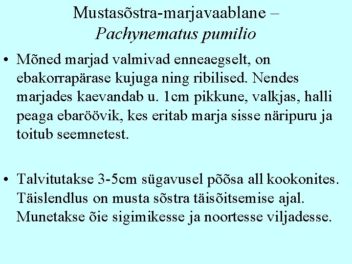 Mustasõstra-marjavaablane – Pachynematus pumilio • Mõned marjad valmivad enneaegselt, on ebakorrapärase kujuga ning ribilised.