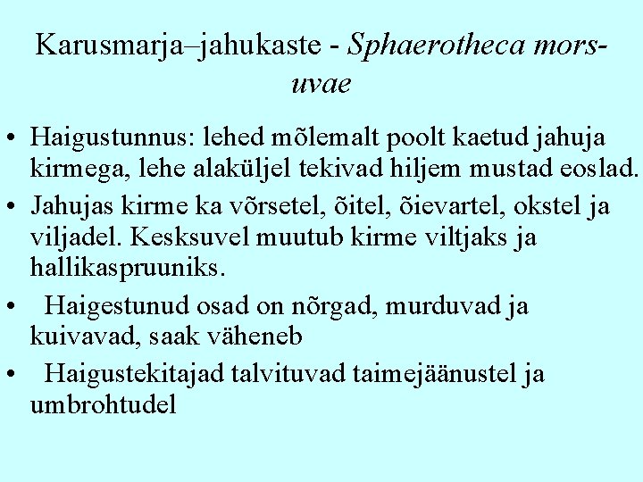 Karusmarja–jahukaste - Sphaerotheca morsuvae • Haigustunnus: lehed mõlemalt poolt kaetud jahuja kirmega, lehe alaküljel