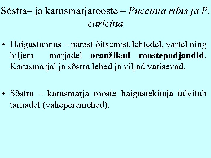 Sõstra– ja karusmarjarooste – Puccinia ribis ja P. caricina • Haigustunnus – pärast õitsemist