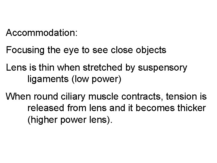 Accommodation: Focusing the eye to see close objects Lens is thin when stretched by