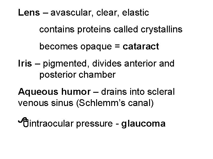 Lens – avascular, clear, elastic contains proteins called crystallins becomes opaque = cataract Iris
