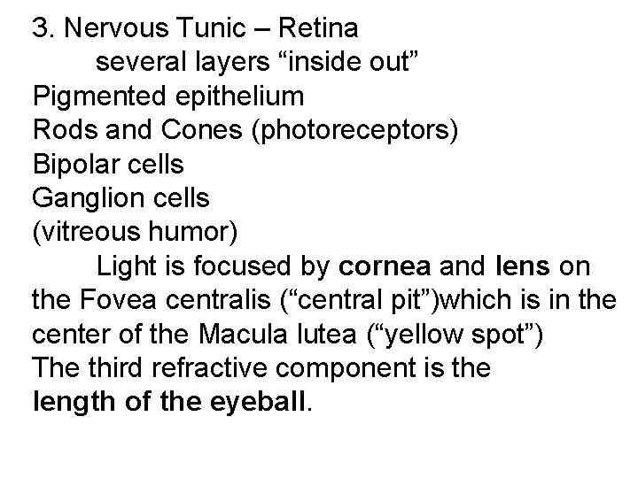 3. Nervous Tunic – Retina several layers “inside out” Pigmented epithelium Rods and Cones