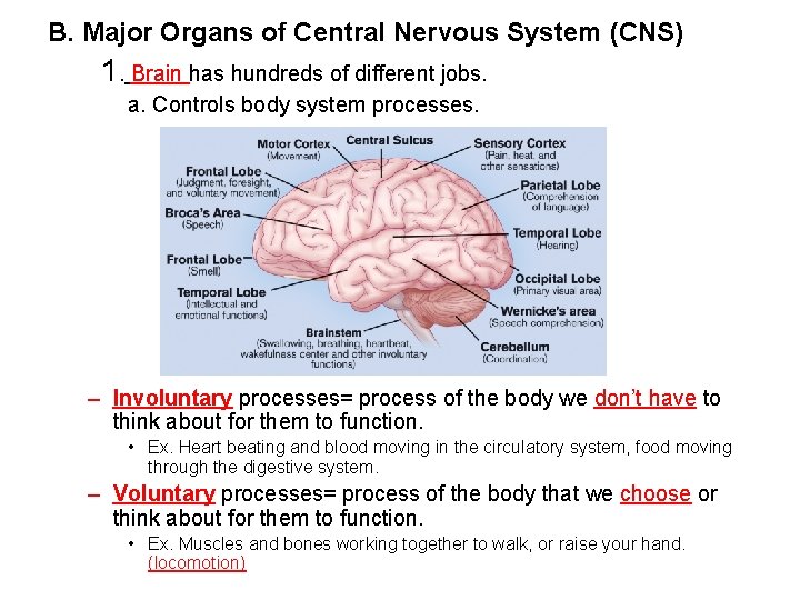 B. Major Organs of Central Nervous System (CNS) 1. Brain has hundreds of different