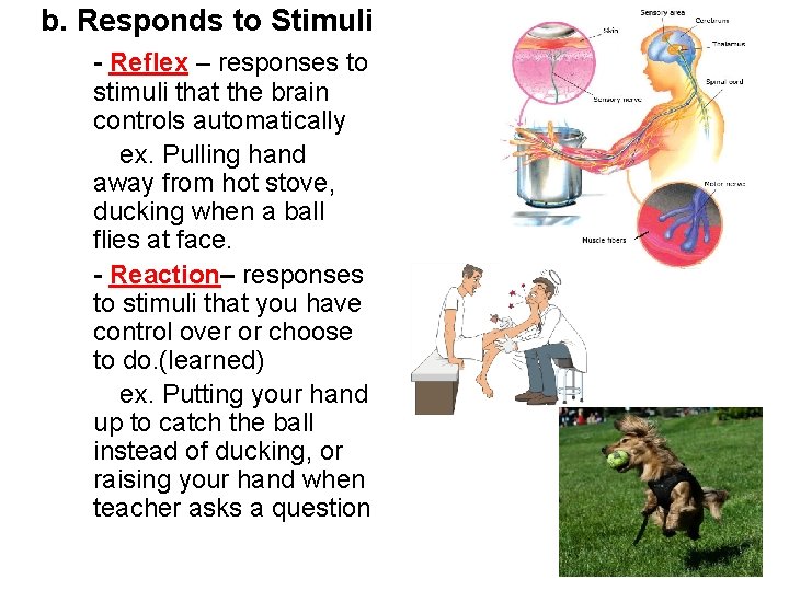 b. Responds to Stimuli - Reflex – responses to stimuli that the brain controls