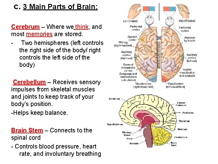 c. 3 Main Parts of Brain: Cerebrum – Where we think, and most memories