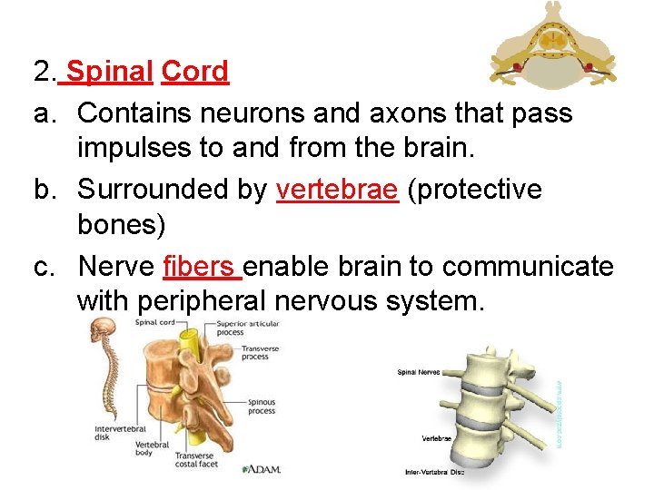 2. Spinal Cord a. Contains neurons and axons that pass impulses to and from