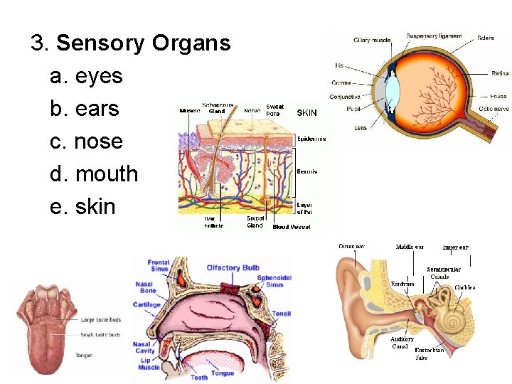 3. Sensory Organs a. eyes b. ears c. nose d. mouth e. skin 