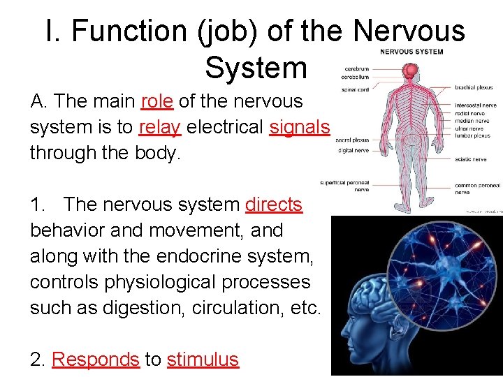 I. Function (job) of the Nervous System A. The main role of the nervous